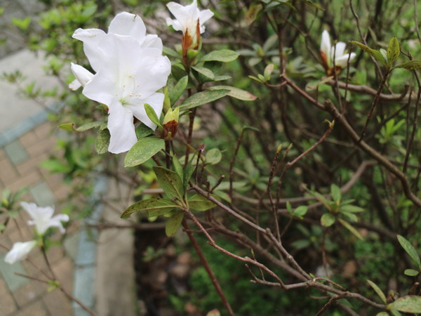 中正紀念堂：【台北旅遊】中正紀念堂漫遊/梅花/櫻花/杜鵑花/森林芬多精一次滿足