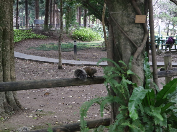 中正紀念堂：【台北旅遊】中正紀念堂漫遊/梅花/櫻花/杜鵑花/森林芬多精一次滿足