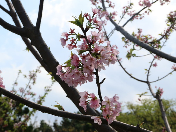 中正紀念堂：【櫻花趣】2016年3月初賞櫻花