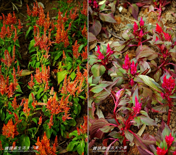 大安森林公園：【台北市/大安】讓孩子消耗多餘的體力♪♪大安森林公園♪♪