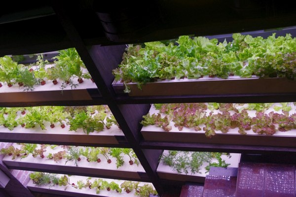 天鼎鍋の店(天母店):((口碑卷第三案))天鼎塔吉蒸煮鍋專門店(天母店)~悠閒的吃到飽