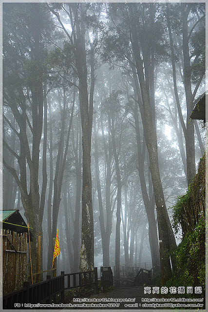 阿良鐵支路便當：【嘉義】竹崎鄉。奮起湖 阿良鐵支路便當 ＆ 臺灣肖楠母樹林