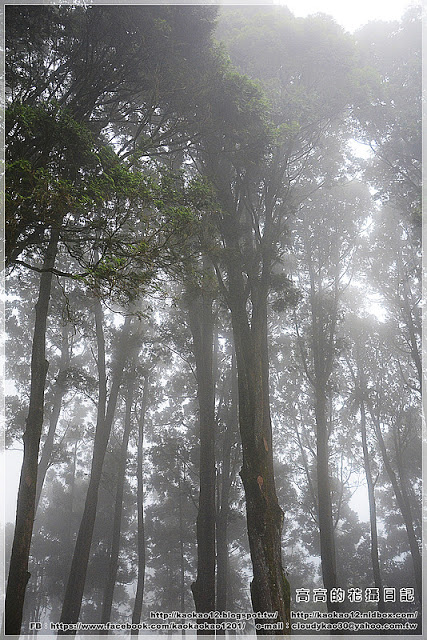 阿良鐵支路便當：【嘉義】竹崎鄉。奮起湖 阿良鐵支路便當 ＆ 臺灣肖楠母樹林