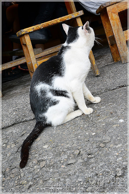 阿良鐵支路便當：【嘉義】竹崎鄉。奮起湖 阿良鐵支路便當 ＆ 臺灣肖楠母樹林