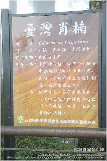 阿良鐵支路便當：【嘉義】竹崎鄉。奮起湖 阿良鐵支路便當 ＆ 臺灣肖楠母樹林