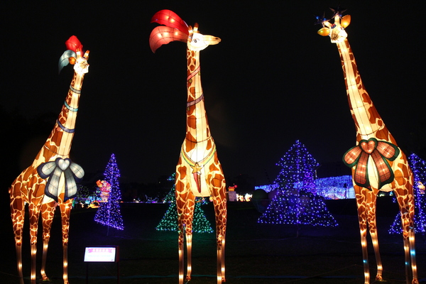 2015臺北燈節:2015臺北燈節/金喜羊/元宵燈會花博公園圓山園區