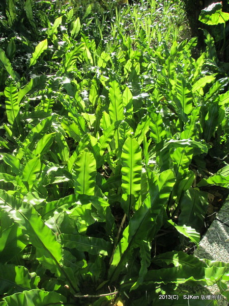 cm20131020___cf07b1e710a7431414fe3366072