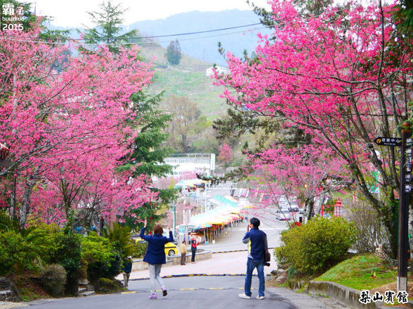 梨山賓館:梨山賓館,台灣三大宮殿式旅館之一,漫步櫻花步道。