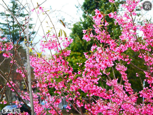 梨山賓館:梨山賓館,台灣三大宮殿式旅館之一,漫步櫻花步道。