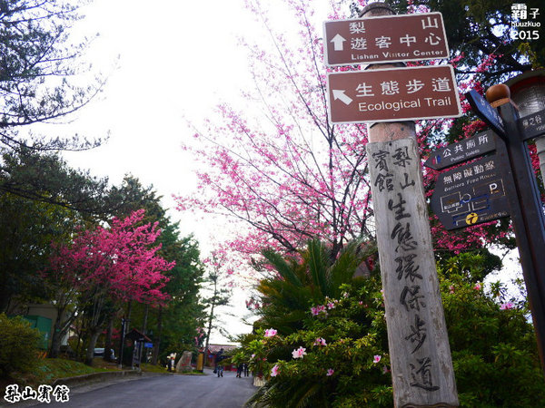 梨山賓館:梨山賓館,台灣三大宮殿式旅館之一,漫步櫻花步道。