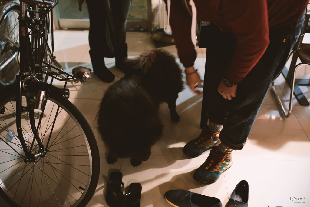 黑松的告別日記