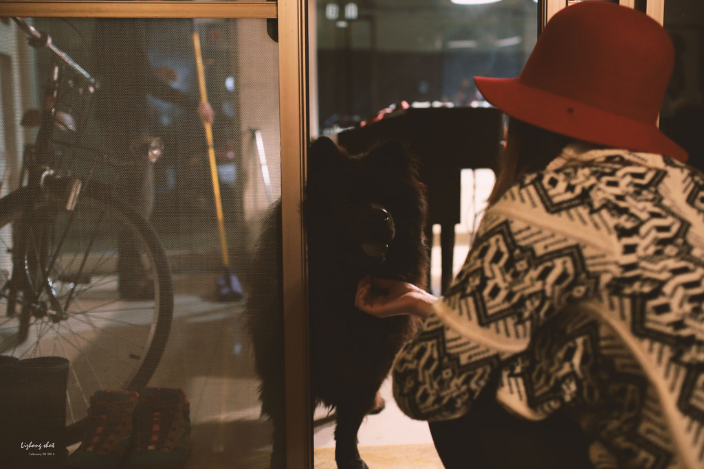 黑松的告別日記