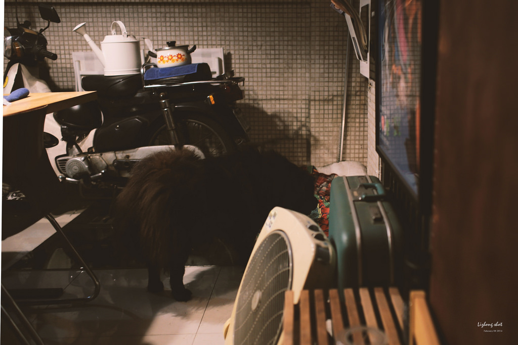 黑松的告別日記