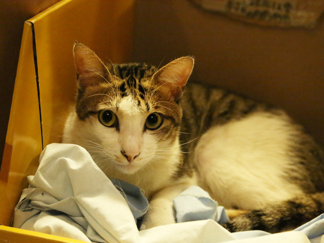 日楞咖啡 H4b.jpg