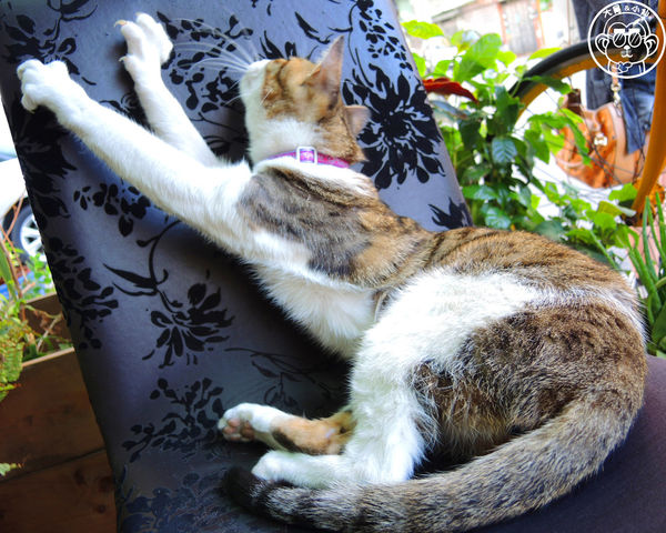 hi,日楞RYOU CAFE：呷飽祙【台北大安･hi，日楞咖啡 Ryou Cafe】一起去愛這片土地吧