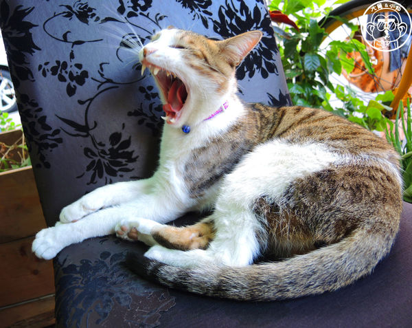 hi,日楞RYOU CAFE：呷飽祙【台北大安･hi，日楞咖啡 Ryou Cafe】一起去愛這片土地吧