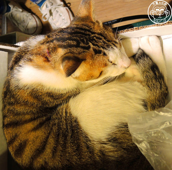 hi,日楞RYOU CAFE：呷飽祙【台北大安･hi，日楞咖啡 Ryou Cafe】一起去愛這片土地吧