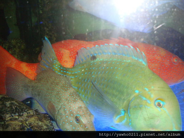 描述: https://pic.pimg.tw/yawho0211/1477401823-2180040900_n.jpg?v=1477401834