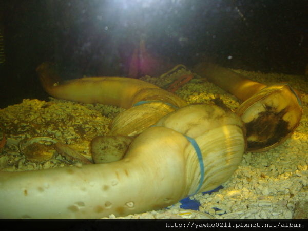 描述: https://pic.pimg.tw/yawho0211/1477401900-2707584328_n.jpg?v=1477401909