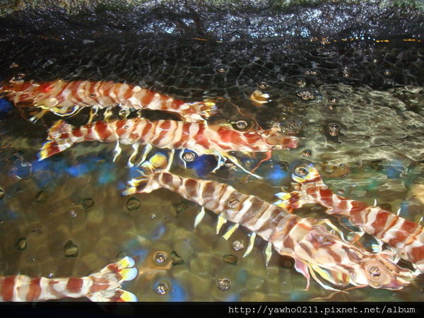 描述: https://pic.pimg.tw/yawho0211/1477401529-2769454229_n.jpg?v=1477401538