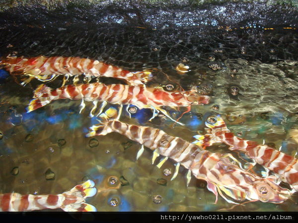 描述: https://pic.pimg.tw/yawho0211/1477401529-2769454229_n.jpg?v=1477401538