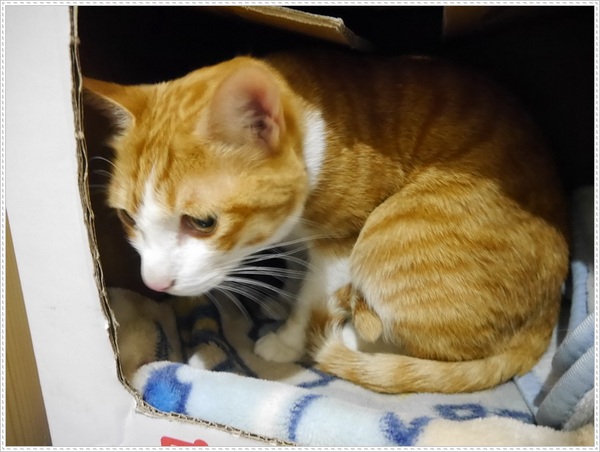 青鳥家：【桃園】青鳥家－被抹茶紅豆派融化了❤❤❤❤❤