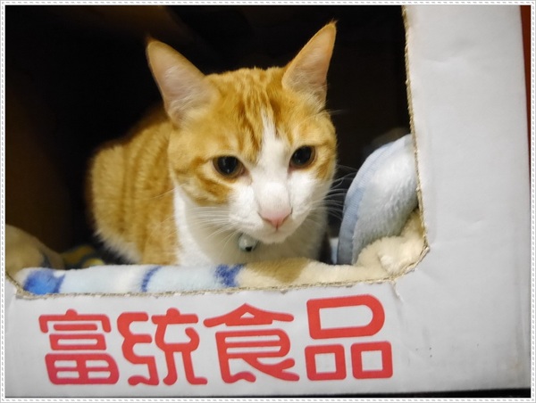 青鳥家：【桃園】青鳥家－被抹茶紅豆派融化了❤❤❤❤❤