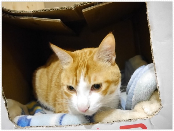 青鳥家：【桃園】青鳥家－被抹茶紅豆派融化了❤❤❤❤❤