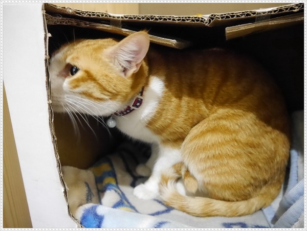 青鳥家：【桃園】青鳥家－被抹茶紅豆派融化了❤❤❤❤❤