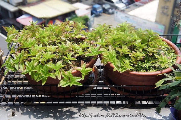 關西仙草巷:新竹關西半日遊 ☞ 第二站【關西仙草巷】❤