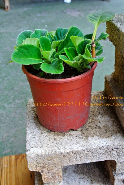 向陽晨間飲食館(二店)：[美食]新北♥超滿足的巨無霸貪吃鬼薯餅塔♥向陽晨間飲食館