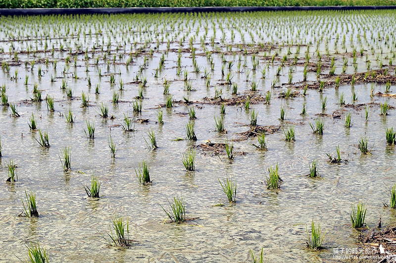 雲林縣莿桐鄉_2015莿桐花海戀戀雲林北海道