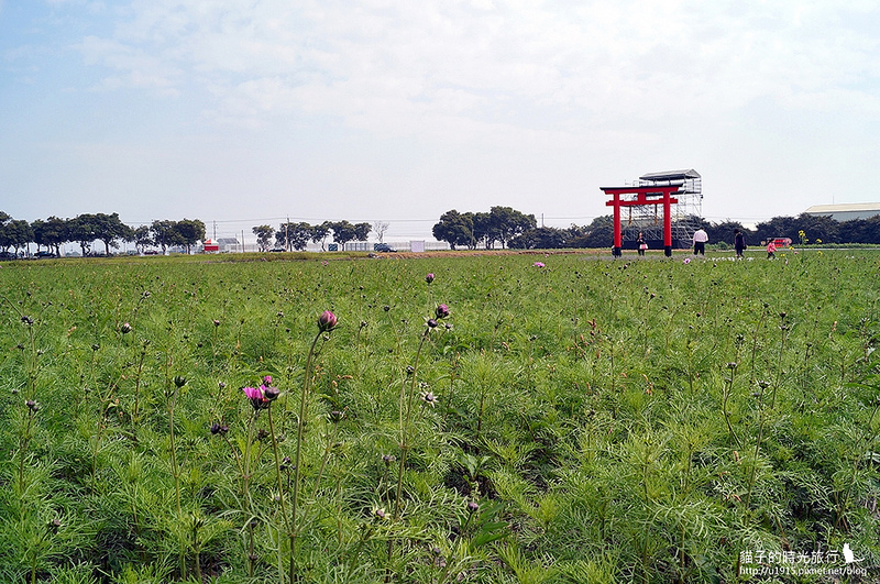 雲林縣莿桐鄉_2015莿桐花海戀戀雲林北海道