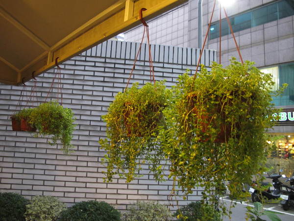 Pizzeria Oggi(敦南店)：(胖樺食記)台北市敦化南路Pizzeria Oggi二訪。正港義大利披薩餅皮薄脆Q彈。當月壽星贈送披薩一枚。