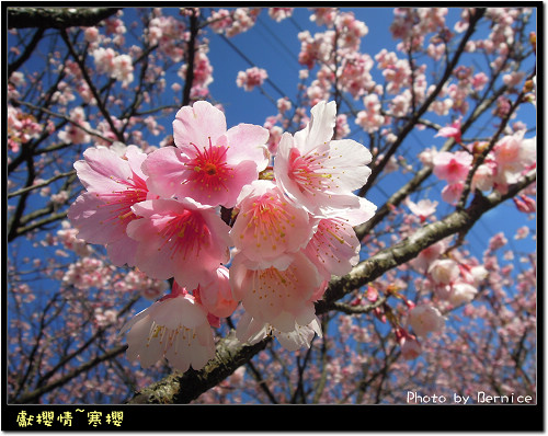 0123 寒櫻06