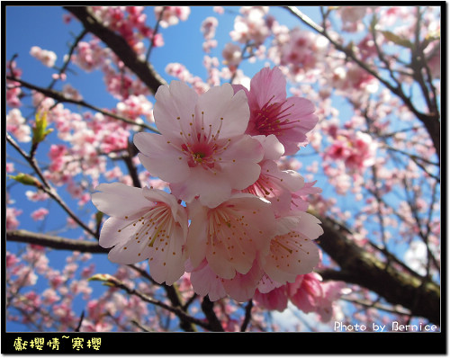 0123 寒櫻10