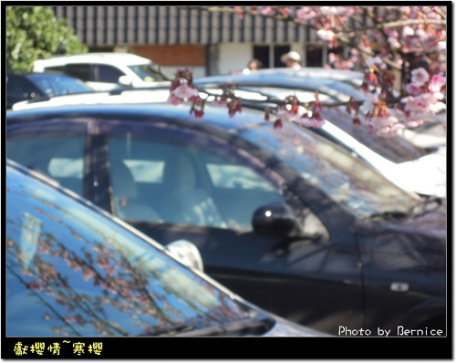 0123 寒櫻09