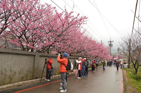 平菁街櫻花巷39