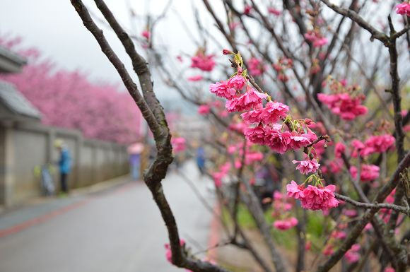 平菁街櫻花巷36