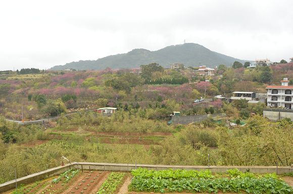 平菁街櫻花巷04