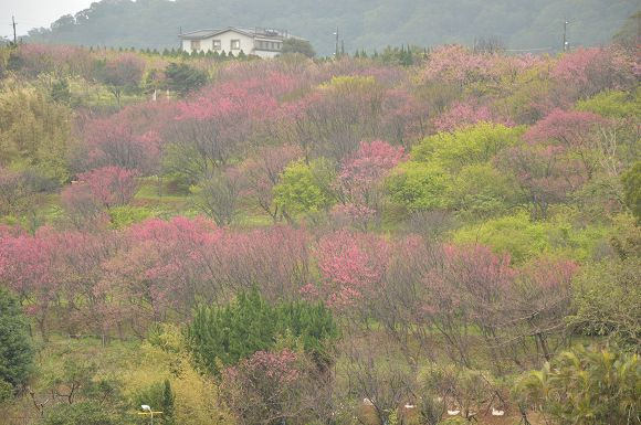 平菁街櫻花巷43