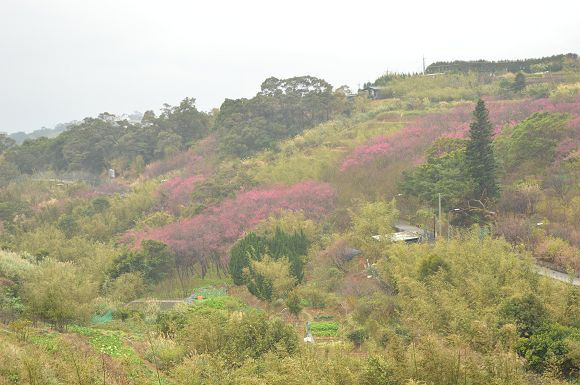 平菁街櫻花巷42