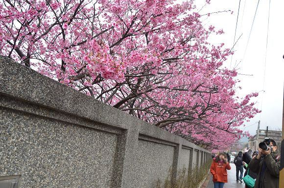 平菁街櫻花巷14