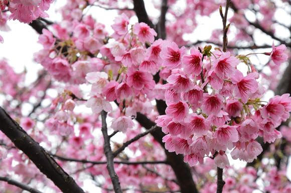 平菁街櫻花巷10