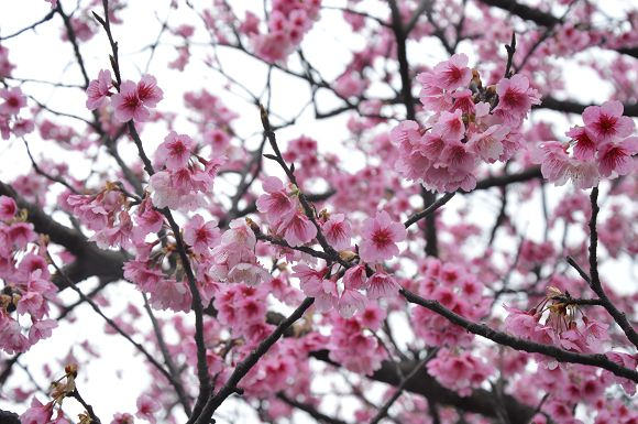 平菁街櫻花巷23