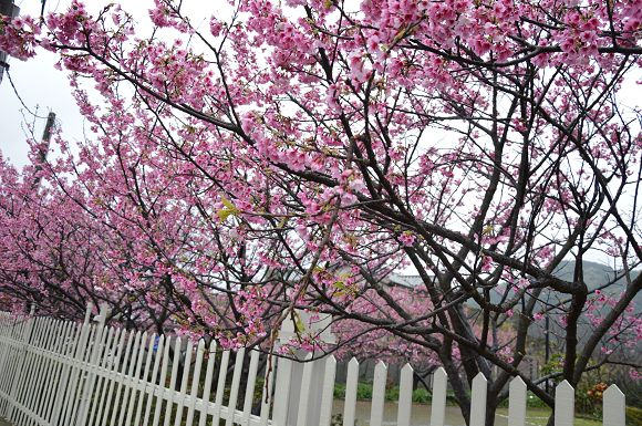 平菁街櫻花巷07