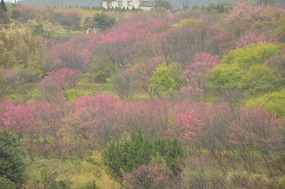 平菁街櫻花巷03