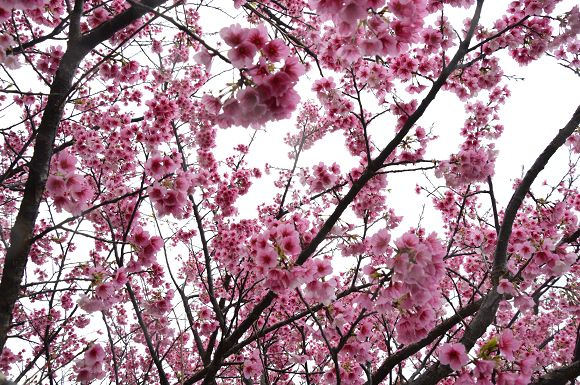 平菁街櫻花巷29