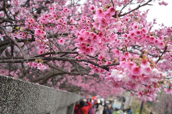 平菁街櫻花巷01