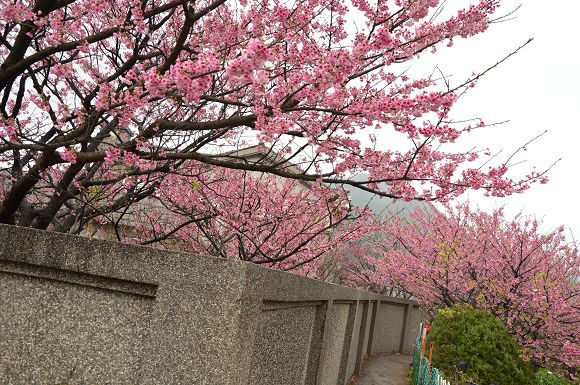 平菁街櫻花巷38